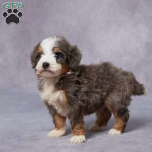 Cora, Mini Bernedoodle Puppy